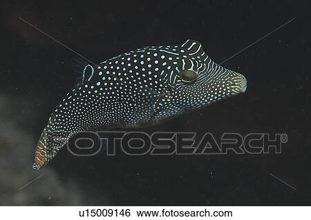 Small Spotted Pufferfish (Canthigaster natalensis) lovely markings of pale blue spots and stripes on dark background, Tahiti, French Polynesia, Southern Pacific Ocean View Large Photo Image Stock Photograph - Small Spotted Pufferfish (Canthigaster natalensis) lovely markings of pale blue spots and stripes on dark background, Tahiti, French Polynesia, Southern Pacific Ocean. Fotosearch