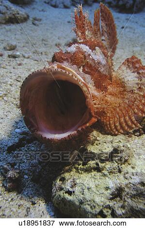 Stock Photo - Smallscale Scorpionfish (Scorpeanopsis oxycephala ) showing me just how wide he can open his mouth. Brother Islands. Red Sea. Egypt. Fotosearch