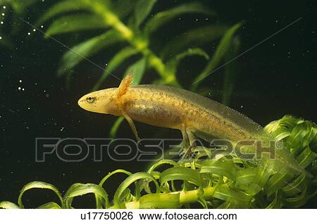 Stock Photograph - Smooth newt juvenile (Triturus vulgaris) showing frilly gills. Bristol, UK.. Fotosearch