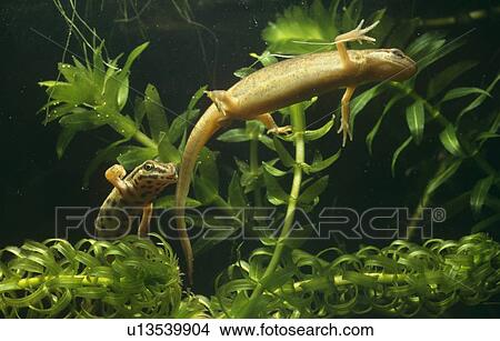 Picture - Smooth newt male (Triturus vulgaris) courting a female on pondweed (Elodia crispa). Bristol, UK. In captivity. Fotosearch
