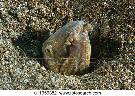 Snake Eel (Ophichthus sp) buried under sand Cars, Dumaguete, s Island, Philippines View Large Photo Image Stock Image - Snake Eel (Ophichthus sp) buried under sand Cars, Dumaguete, s Island, Philippines. Fotosearch
