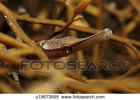 Snake Pipefish (Entelurus aequorus), hiding amidst Halydris sea oak, great camouflage, St Abbs, Scotland, UK North Sea View Large Photo Image Stock Photography - Snake Pipefish (Entelurus aequorus), hiding amidst Halydris sea oak, great camouflage, St Abbs, Scotland, UK North Sea. Fotosearch