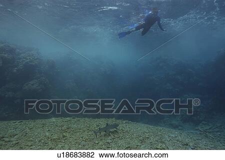 Snorkelled observes white tip shark, Triaenodon obesus, from surface, Jaboan, Rongelap, Marshall Islands, Micronesia View Large Photo Image Stock Image - Snorkelled observes white tip shark, Triaenodon obesus, from surface, Jaboan, Rongelap, Marshall Islands, Micronesia. Fotosearch