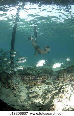 Snorkeller and Bigeye Trevally (Caranx sexfasciatus). Borneo, Malaysia View Large Photo Image Stock Photo - Snorkeller and Bigeye Trevally (Caranx sexfasciatus). Borneo, Malaysia. Fotosearch