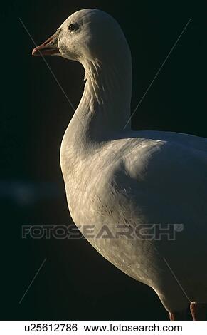 Snow goose. (Chen caerulescens) Churchill, Canada. View Large Photo Image Stock Photograph - Snow goose. (Chen caerulescens) Churchill, Canada.. Fotosearch