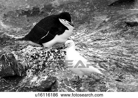 Snowy sheathbill (Chionis alba) in and around the Antarctic Peninsula. This bird is also known as the pale-faced sheathbill. View Large Photo Image Stock Photograph - Snowy sheathbill (Chionis alba) in and around the Antarctic Peninsula. This bird is also known as the pale-faced sheathbill.. Fotosearch