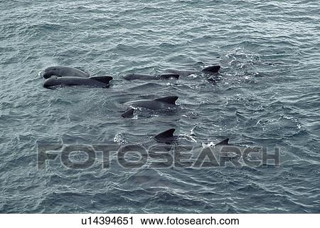 Stock Image - Social group of Long-finned pilot whales (Globicephala melas). Offshore Rockall Trough, North-west Scotland. Fotosearch