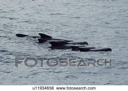 Stock Photo - Social group of Long-finned pilot whales (Globicephala melas). Offshore Rockall Trough, North-west Scotland. Fotosearch