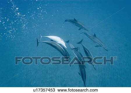 Stock Image - Social group of spinner dolphins (Stenella longirostris). Big Island, Hawaii, USA (RR). Fotosearch