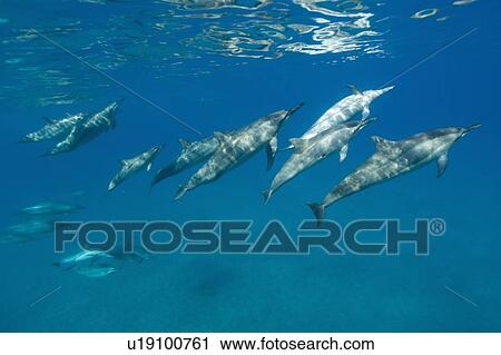 Social group of spinner dolphins (Stenella longirostris). Big Island, Hawaii, USA View Large Photo Image Stock Image - Social group of spinner dolphins (Stenella longirostris). Big Island, Hawaii, USA. Fotosearch