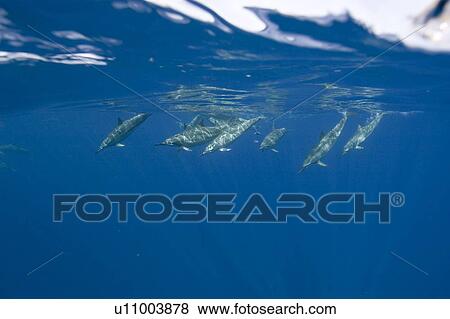 Stock Photo - Social group of spinner dolphins (Stenella longirostris). Big Island, Hawaii, USA. Fotosearch