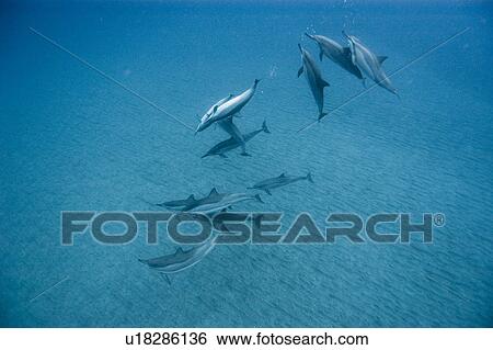 Social group of spinner dolphins (Stenella longirostris). Big Island, Hawaii, USA (RR) View Large Photo Image Stock Photograph - Social group of spinner dolphins (Stenella longirostris). Big Island, Hawaii, USA (RR). Fotosearch