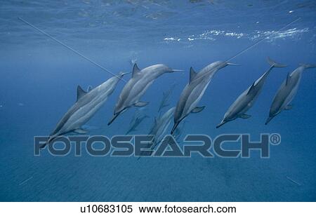 Stock Photography - Social group of spinner dolphins (Stenella longirostris). Big Island, Hawaii, USA (Restricted resolution - please contact us) (RR). Fotosearch
