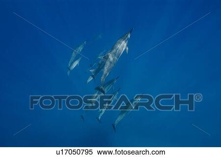 Stock Photography - Social group of spinner dolphins (Stenella longirostris). Big Island, Hawaii, USA. Fotosearch
