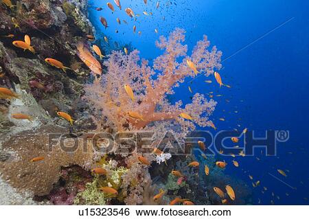Soft coral and scenic view of Egyptian Red Sea reef with Anthiases and blue background View Large Photo Image Stock Photograph - Soft coral and scenic view of Egyptian Red Sea reef with Anthiases and blue background. Fotosearch