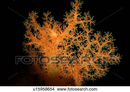 Soft coral, Dendronephthya sp., Rongelap, Marshall Islands (N. Pacific) View Large Photo Image Picture - Soft coral, Dendronephthya sp., Rongelap, Marshall Islands (N. Pacific). Fotosearch