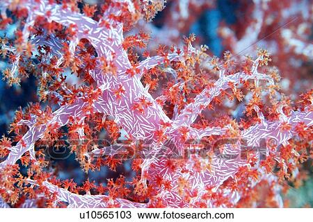 Soft coral, Dendronephthya sp., Similan Islands, Thailand (Andaman Sea) View Large Photo Image Stock Image - Soft coral, Dendronephthya sp., Similan Islands, Thailand (Andaman Sea). Fotosearch