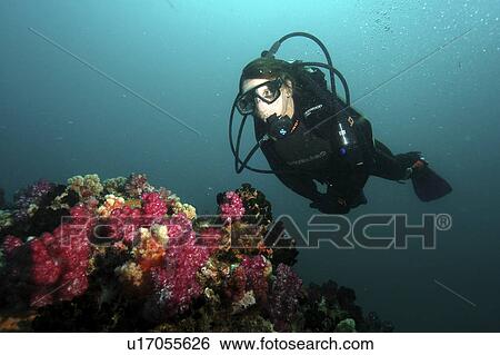 Stock Photograph - Soft coral diver. Seychelles, Indian Ocean. Fotosearch