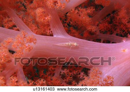 Soft Coral Ghost Goby (Pleurosicya boldinghi) on Soft Coral (Dendronephthya sp. ) Gato Island, Cebu, Philippines View Large Photo Image Stock Image - Soft Coral Ghost Goby (Pleurosicya boldinghi) on Soft Coral (Dendronephthya sp. ) Gato Island, Cebu, Philippines. Fotosearch