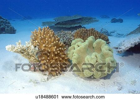 Stock Image - Soft corals, Lobophytum sp., and Sarcophytum sp. Rongelap, Marshall Islands, Micronesia. Fotosearch