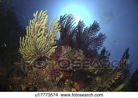 Soft Corals View Large Photo Image Picture - Soft Corals. Fotosearch