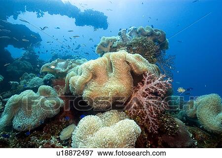 Soft corals, Sarcophytum sp., and Dendronephthya sp., and main gun of the Fujikawa Maru, Truk lagoon, Chuuk, Federated States of Micronesia, Pacific View Large Photo Image Stock Photo - Soft corals, Sarcophytum sp., and Dendronephthya sp., and main gun of the Fujikawa Maru, Truk lagoon, Chuuk, Federated States of Micronesia, Pacific. Fotosearch