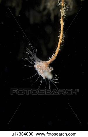 Stock Image - Solitary Hydroid (Tubularia indivisa), very clear view of single polyp head with black background, St Abbs, Scotland, UK North Sea. Fotosearch