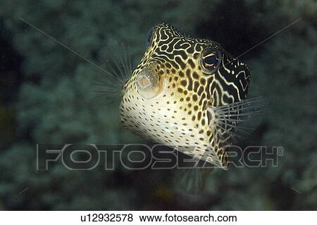 Stock Photo - Solor boxfish, Ostracion solorensis, female, Puerto Galera, Mindoro, Philippines. Fotosearch