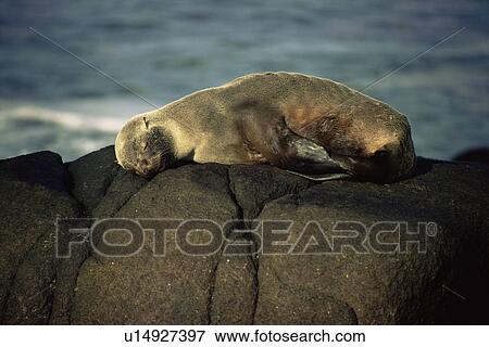 South American Fur Seal (Arctocephalus australis) resting. Cabo Polonio, Uruguay. View Large Photo Image Stock Photo - South American Fur Seal (Arctocephalus australis) resting. Cabo Polonio, Uruguay.. Fotosearch