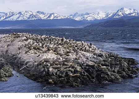 Stock Image - South American sea lion (Otaria flavescent). Breeding colony of Islote de los Lobos, Beagle Channel, Tierra del Fuego Province, Argentina.. Fotosearch