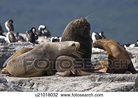 South American Sea Lion (Otaria flavescens) hauled out on small rocky islet just outside Ushuaia, Argentina in the Beagle Channel. Males are much larger and heavier than females, reaching a length of over 2. 8 meters and 350 kg while the females reach 2. 2 View Large Photo Image Stock Image - South American Sea Lion (Otaria flavescens) hauled out on small rocky islet just outside Ushuaia, Argentina in the Beagle Channel. Males are much larger and heavier than females, reaching a length of over 2. 8 meters and 350 kg while the females reach 2. 2 . Fotosearch