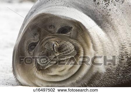 Southern elephant seal (Mirounga leonina) on the beach at President Head on Snow Island in the South Shetland Island Group, Antarctica. This species is the largest pinniped in the world, with males attaining lengths of 6. 5 m and a weight of 3, 700 kg. A re View Large Photo Image Stock Image - Southern elephant seal (Mirounga leonina) on the beach at President Head on Snow Island in the South Shetland Island Group, Antarctica. This species is the largest pinniped in the world, with males attaining lengths of 6. 5 m and a weight of 3, 700 kg. A re. Fotosearch