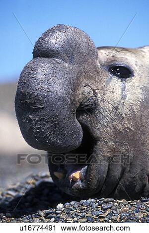 Southern Elephant Seal (Mirounga leonina) Adult Bull on the beach at Golfo Nuevo, Patagonia, Argentina. View Large Photo Image Stock Image - Southern Elephant Seal (Mirounga leonina) Adult Bull on the beach at Golfo Nuevo, Patagonia, Argentina.. Fotosearch