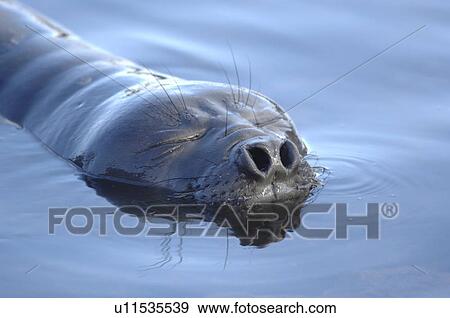 Stock Photo - Southern elephant seal (Mirounga leonina) Grytviken Harbour, South Georgia. Fotosearch