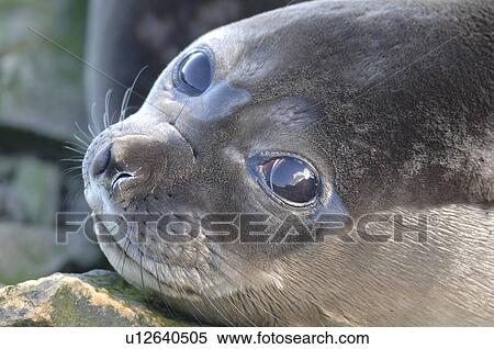 Southern elephant seal (Mirounga leonina) Grytviken Harbour, South Georgia View Large Photo Image Stock Photography - Southern elephant seal (Mirounga leonina) Grytviken Harbour, South Georgia. Fotosearch