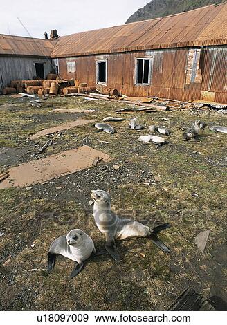 Stock Photo - Southern elephant seals (Mirounga leonina) pups outside deserted whaling station, Stromness Bay, South Georgia, sub Antarctica. Fotosearch