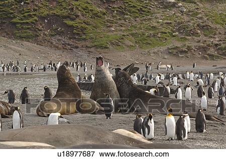 Southern elephant seals (Mirounga leonina) and King Penguins (Aptenodytes patagonica) on beach St Andrews Bay, South Georgia View Large Photo Image Stock Photo - Southern elephant seals (Mirounga leonina) and King Penguins (Aptenodytes patagonica) on beach St Andrews Bay, South Georgia. Fotosearch