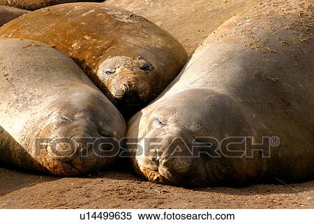 Southern elephant seals (Mirounga leonina) relaxing on beach South Shetlands View Large Photo Image Stock Photography - Southern elephant seals (Mirounga leonina) relaxing on beach South Shetlands. Fotosearch