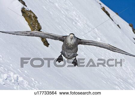 Picture - Southern Giant Petrel (Macronectes giganteus) on the wing in and around the Antarctic Peninsula.. Fotosearch