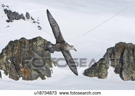 Stock Image - Southern Giant Petrel (Macronectes giganteus) on the wing in and around the Antarctic Peninsula.. Fotosearch