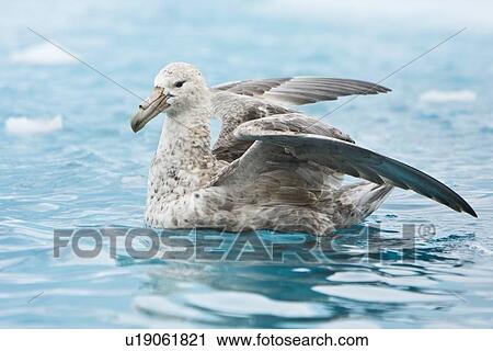 Southern Giant Petrel (Macronectes giganteus) on the water around the Antarctic Peninsula. Note the light coloration of the plumage of this animal. View Large Photo Image Stock Image - Southern Giant Petrel (Macronectes giganteus) on the water around the Antarctic Peninsula. Note the light coloration of the plumage of this animal.. Fotosearch