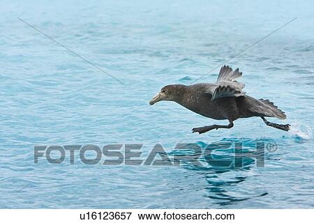 Southern Giant Petrel (Macronectes giganteus) on the wing taking off over water in and around the Antarctic Peninsula. View Large Photo Image Stock Photo - Southern Giant Petrel (Macronectes giganteus) on the wing taking off over water in and around the Antarctic Peninsula.. Fotosearch