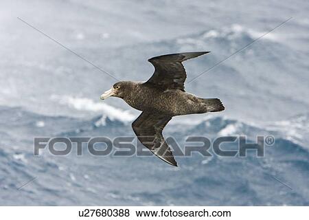 Southern Giant Petrel (Macronectes giganteus) on the wing in and around the Antarctic Peninsula. (rr) View Large Photo Image Stock Photo - Southern Giant Petrel (Macronectes giganteus) on the wing in and around the Antarctic Peninsula. (rr). Fotosearch