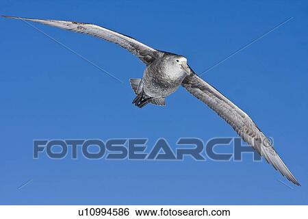 Southern Giant Petrel (Macronectes giganteus) on the wing in and around the Antarctic Peninsula. View Large Photo Image Stock Photograph - Southern Giant Petrel (Macronectes giganteus) on the wing in and around the Antarctic Peninsula.. Fotosearch