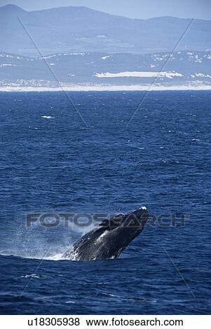 Stock Photo - Southern right whale (Balaena glacialis australis). sequence 2/2 South Africa.. Fotosearch