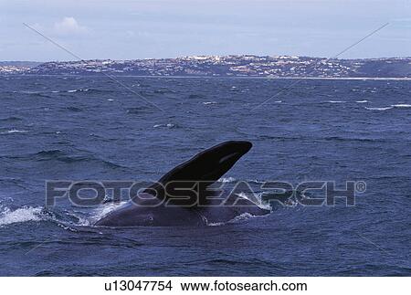 Picture - Southern right whale (Balaenoptera glacialis australis). Pectoral fin. South Africa.. Fotosearch