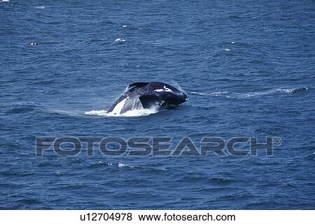 Southern right whale (Balaenoptera glacialis australis) breaching. Walker Bay, Cape Province, South Africa. View Large Photo Image Stock Photo - Southern right whale (Balaenoptera glacialis australis) breaching. Walker Bay, Cape Province, South Africa.. Fotosearch