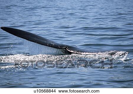 Southern right whale (Eubalaena australis) lifting one tail for shallow dive, South Africa View Large Photo Image Picture - Southern right whale (Eubalaena australis) lifting one tail for shallow dive, South Africa. Fotosearch