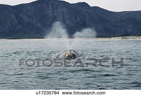Southern right whale (Eubalaena australis) producing the diagnostic V-shaped blow of this species Walker Bay coastline, South Africa. View Large Photo Image Picture - Southern right whale (Eubalaena australis) producing the diagnostic V-shaped blow of this species Walker Bay coastline, South Africa. . Fotosearch