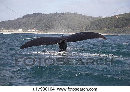 Southern Right Whale (Eubalaena australis) fluking up. Plettenberg Bay, South Africa View Large Photo Image Picture - Southern Right Whale (Eubalaena australis) fluking up. Plettenberg Bay, South Africa. Fotosearch